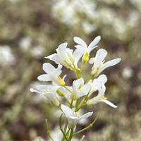 Arabis procurrens 'Variegata'